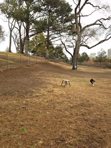 Dog Park at Whitaker Park photo 1